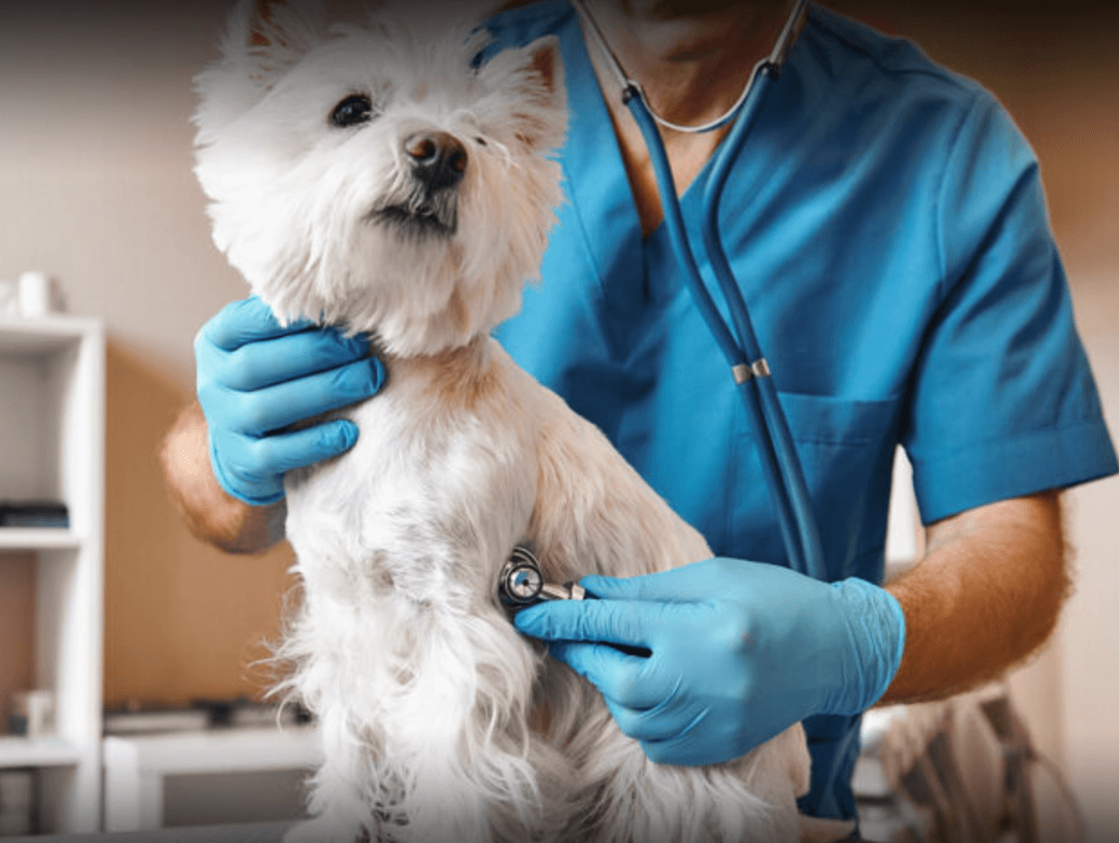 DMSO in veterinary medicine