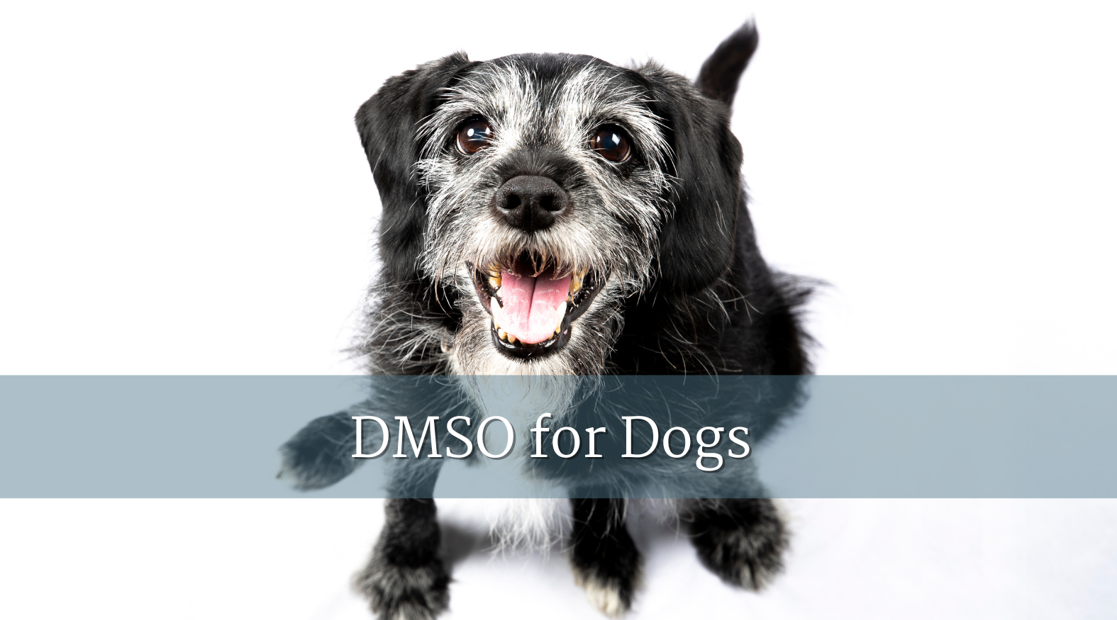DMSO for Dogs
