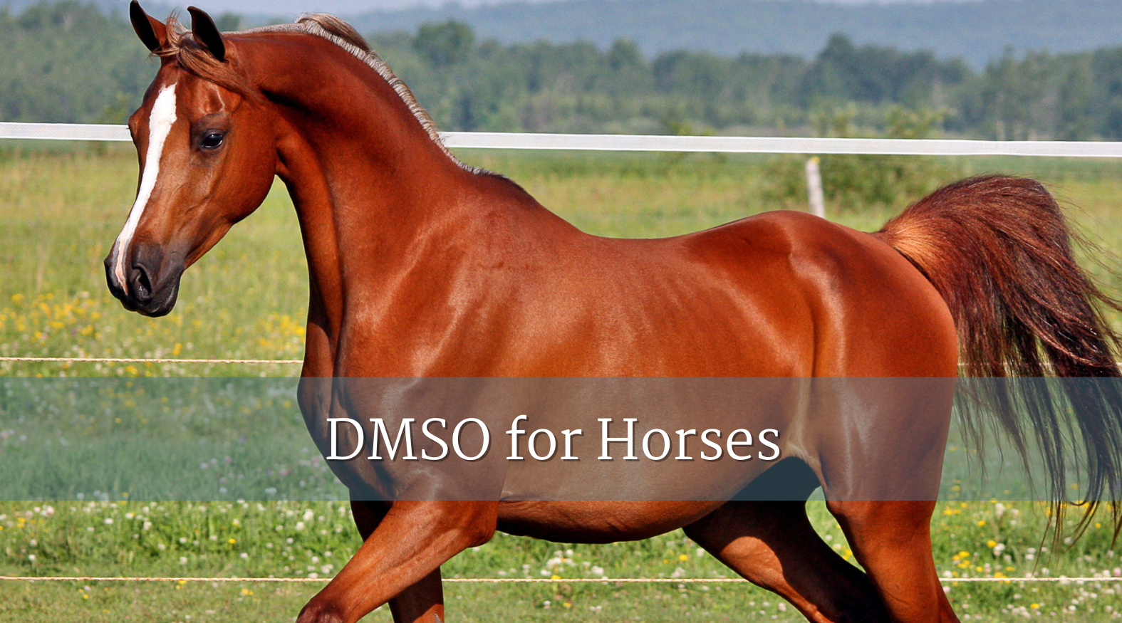 DMSO for Horses