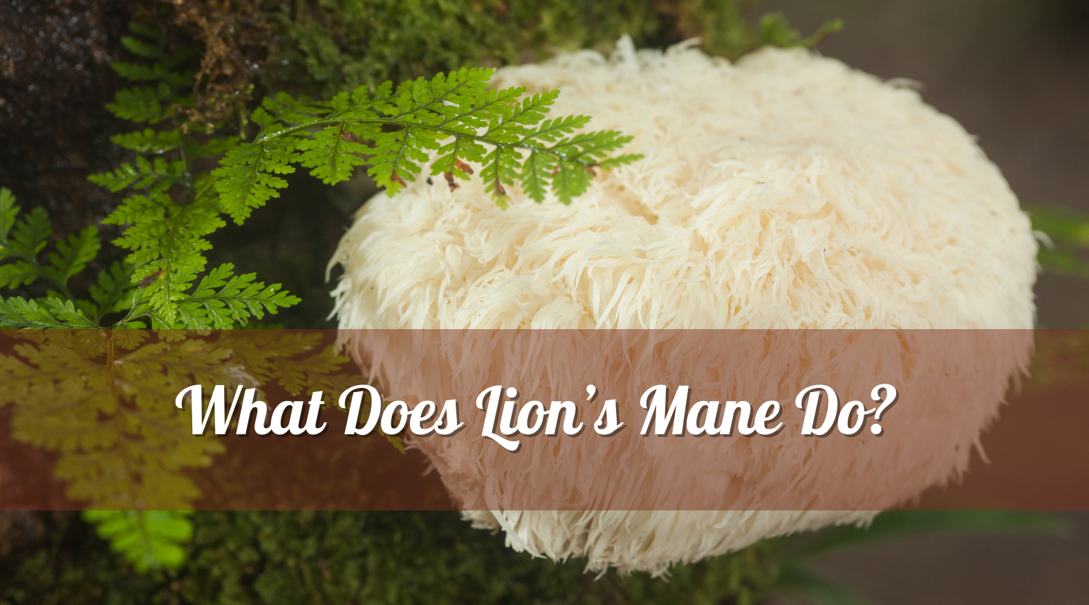 What Does Lion’s Mane Do?