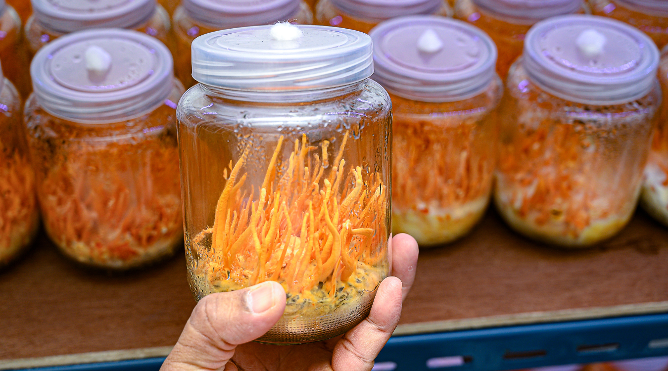 best time to take cordyceps