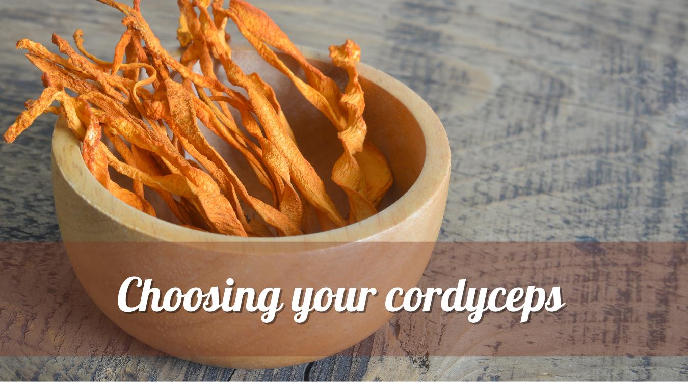 cordyceps mushroom uk